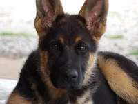  AKC registered Toby, a male German Shepherd Dog for sale in Gretna, VA – 2 of 10