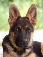  AKC registered Toby, a male German Shepherd Dog for sale in Gretna, VA – 3 of 10