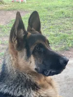  AKC registered Toby, a male German Shepherd Dog for sale in Gretna, VA – 10 of 10