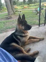  AKC registered Toby, a male German Shepherd Dog for sale in Gretna, VA – 9 of 10