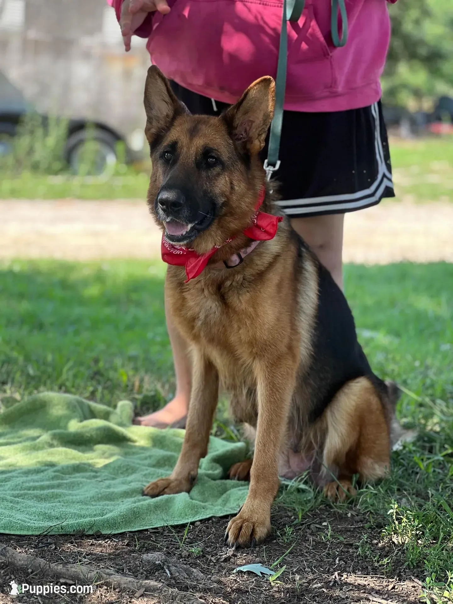  AKC registered Toby, a male German Shepherd Dog for sale in Gretna, VA – 8 of 10
