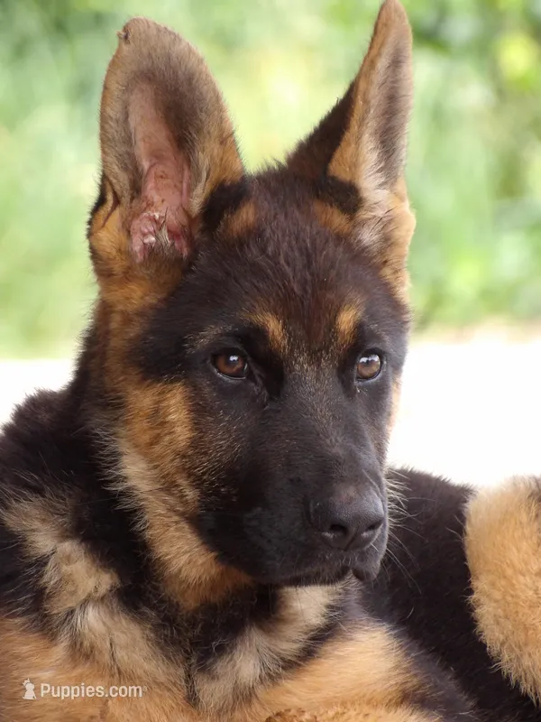  AKC registered Toby – German Shepherd Dog puppy for sale in Gretna, VA