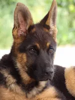  AKC registered Toby, a male German Shepherd Dog for sale in Gretna, VA – 1 of 10