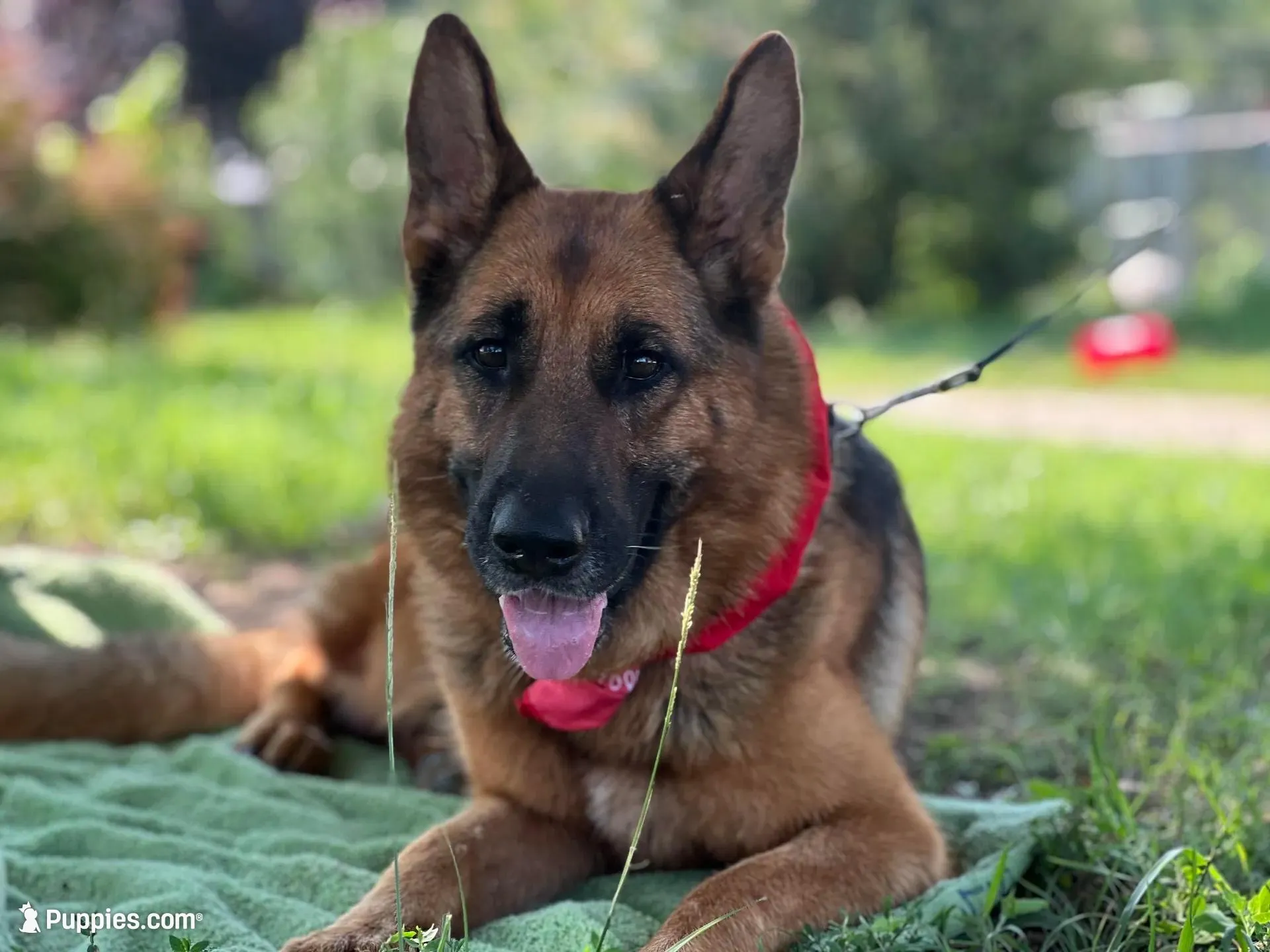  AKC registered Toby, a male German Shepherd Dog for sale in Gretna, VA – 5 of 10