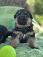  AKC registered Toby, a male German Shepherd Dog for sale in Gretna, VA – 7 of 10