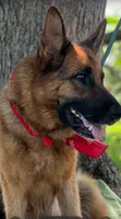  AKC registered Toby, a male German Shepherd Dog for sale in Gretna, VA – 6 of 10