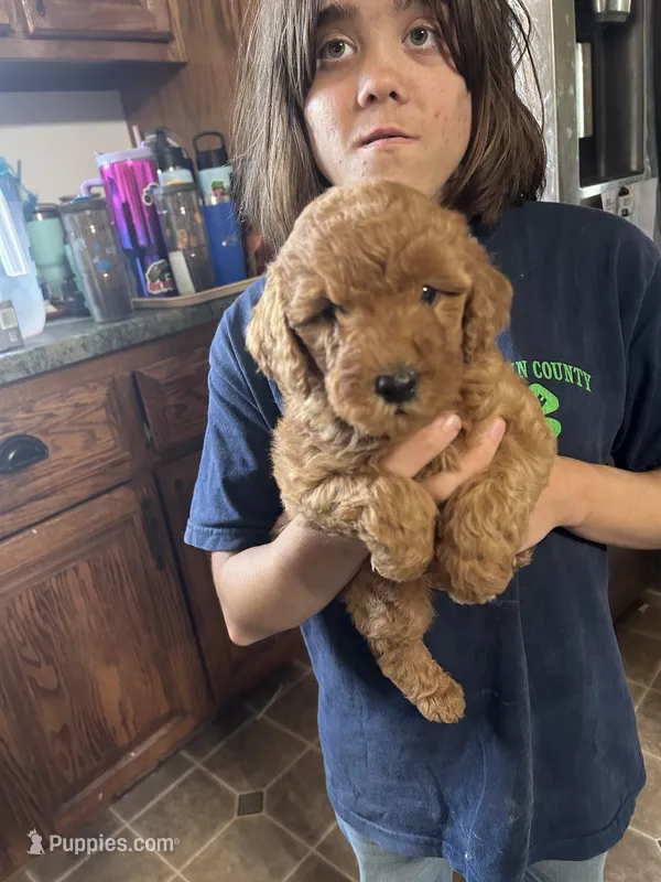 Pumkin – Miniature Goldendoodle puppy for sale in Gretna, VA
