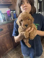 Pumkin, a female Miniature Goldendoodle for sale in Gretna, VA – 1 of 5