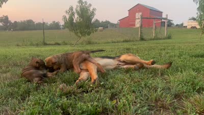 Roan, a male Belgian Malinois for sale in Gretna, VA – 5 of 6