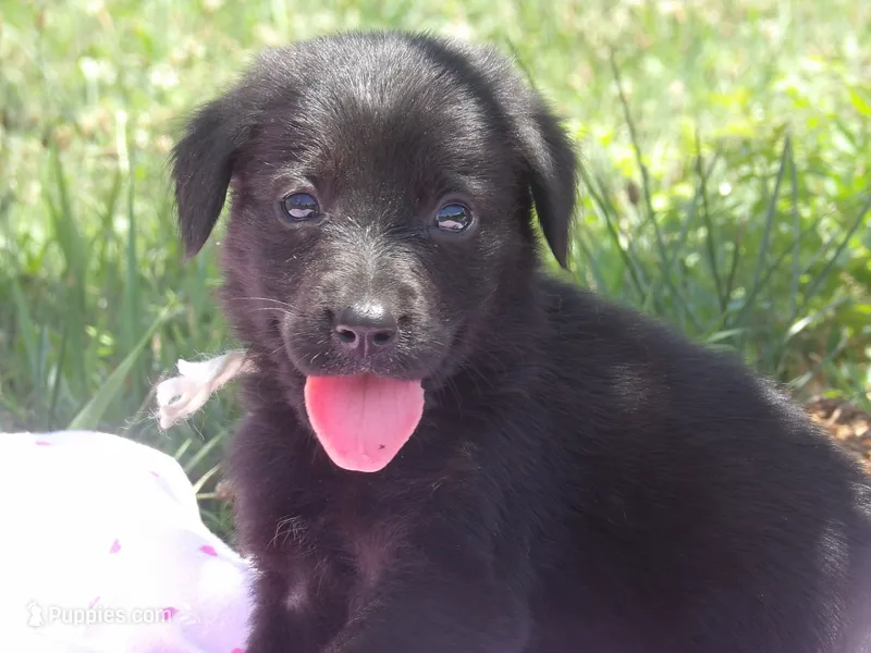 Maggie – Goldendoodle, Poodle - Standard  puppy for sale in Gretna, VA