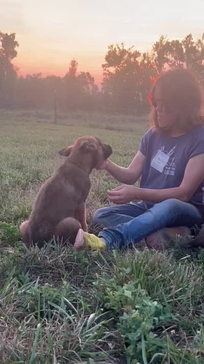 Roan, a male Belgian Malinois for sale in Gretna, VA – 6 of 6