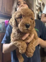 Pumkin, a female Miniature Goldendoodle for sale in Gretna, VA – 3 of 5