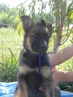 Roan, a male Australian Shepherd and Belgian Malinois for sale in Gretna, VA – 3 of 4