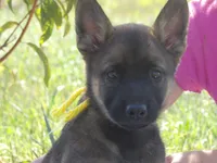 Roan, a male Australian Shepherd and Belgian Malinois for sale in Gretna, VA – 1 of 4
