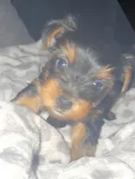 Luna CKC Registered, a female Yorkshire Terrier for sale in Redlands, CA – 1 of 2