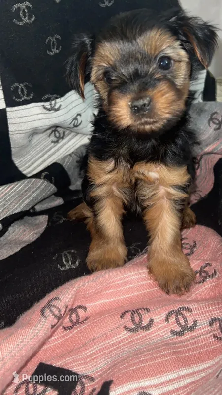 Bella  CKC-registered – Yorkshire Terrier puppy for sale in Redlands, CA