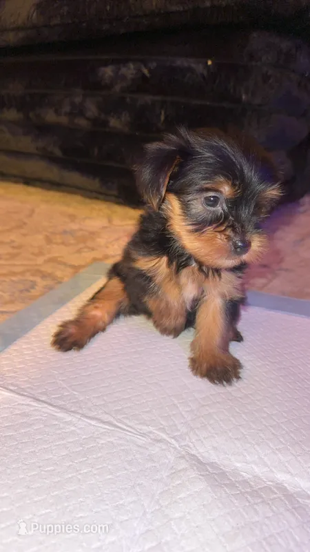 Luna CKC Registered – Yorkshire Terrier puppy for sale in Redlands, CA