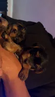 Bella  CKC-registered, a female Yorkshire Terrier for sale in Redlands, CA – 3 of 3