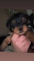 Bella  CKC-registered, a female Yorkshire Terrier for sale in Redlands, CA – 2 of 3