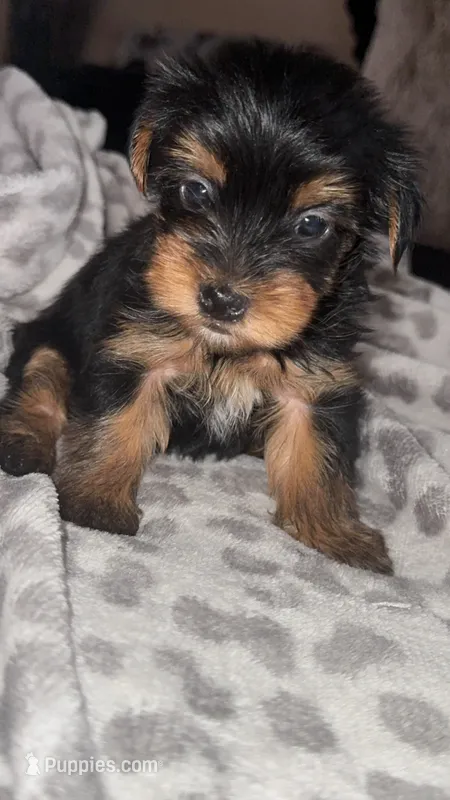 Bella  CKC-registered – Yorkshire Terrier puppy for sale in Redlands, CA