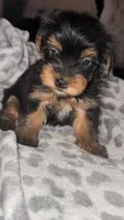 Bella  CKC-registered, a female Yorkshire Terrier for sale in Redlands, CA – 1 of 3