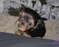 Teddy CKC Registered, a male Yorkshire Terrier for sale in Redlands, CA – 2 of 2