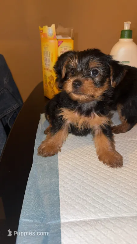 Teddy CKC Registered – Yorkshire Terrier puppy for sale in Redlands, CA