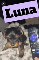 Luna CKC Registered, a female Yorkshire Terrier for sale in Redlands, CA – 2 of 2