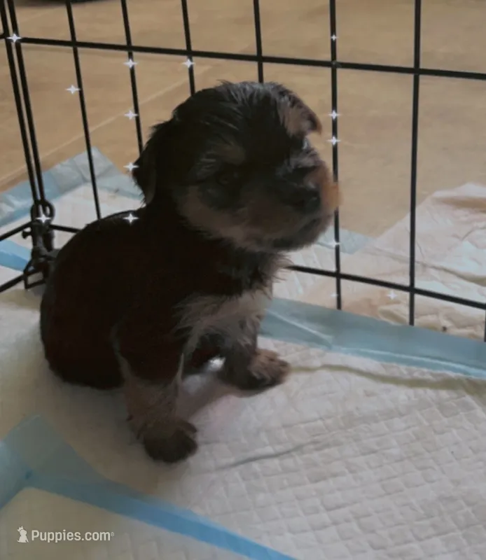 Teddy CKC Registered – Yorkshire Terrier puppy for sale in Redlands, CA