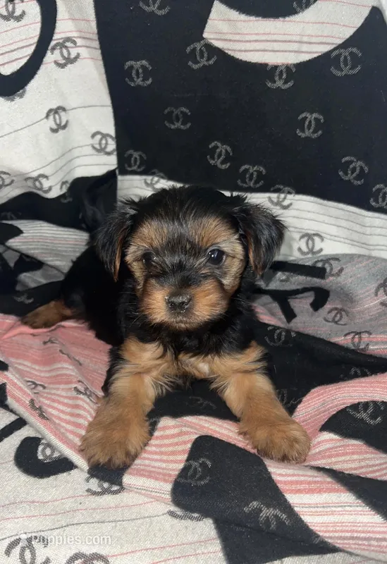 Teddy CKC Registered – Yorkshire Terrier puppy for sale in Redlands, CA