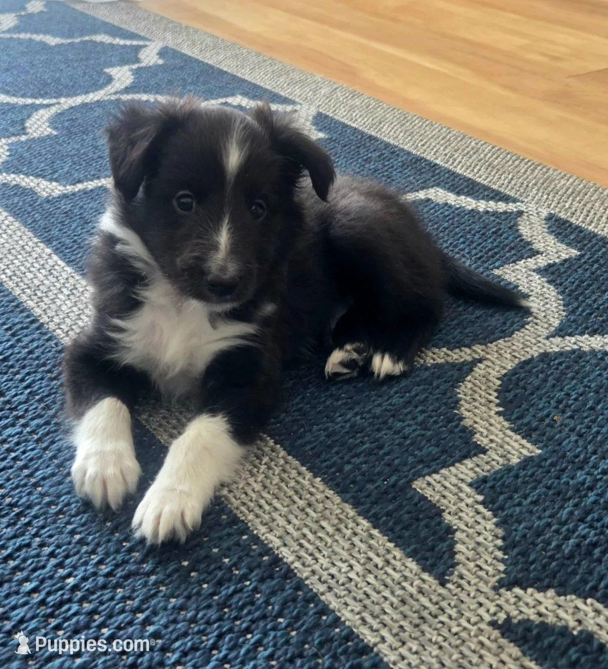 AKC Registerable - Rain, a male Shetland Sheepdog for sale in Bellaire, MI – Photo 5 of 7