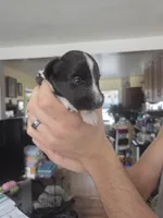 Rain, a male Shetland Sheepdog for sale in Bellaire, MI – Photo 4 of 6