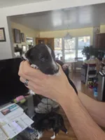 Rain, a male Shetland Sheepdog for sale in Bellaire, MI – Photo 3 of 6