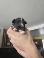 Rain, a male Shetland Sheepdog for sale in Bellaire, MI – Photo 2 of 6