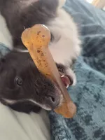 Rain, a male Shetland Sheepdog for sale in Bellaire, MI – Photo 5 of 6