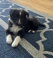 AKC Registerable - Rain, a male Shetland Sheepdog for sale in Bellaire, MI – Photo 1 of 7