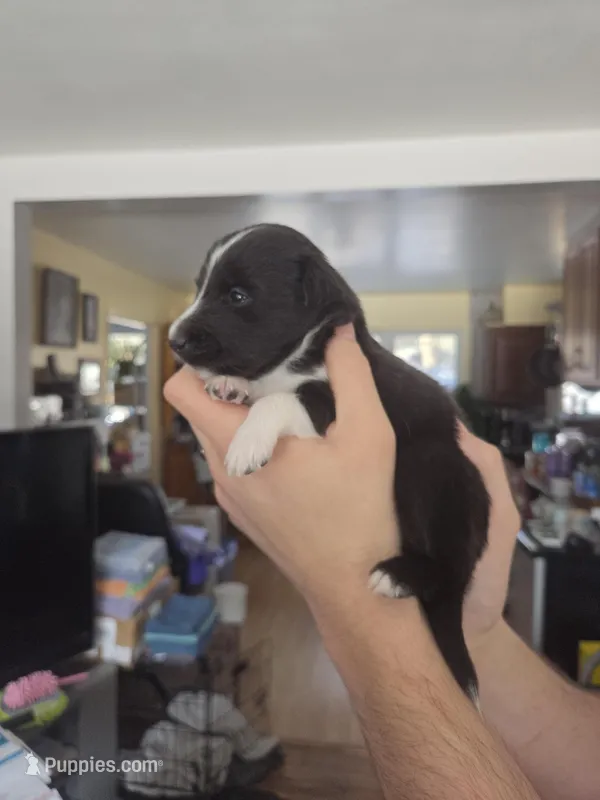 Rain – Shetland Sheepdog puppy for sale in Bellaire, MI