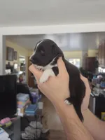 Rain, a male Shetland Sheepdog for sale in Bellaire, MI – Photo 1 of 6