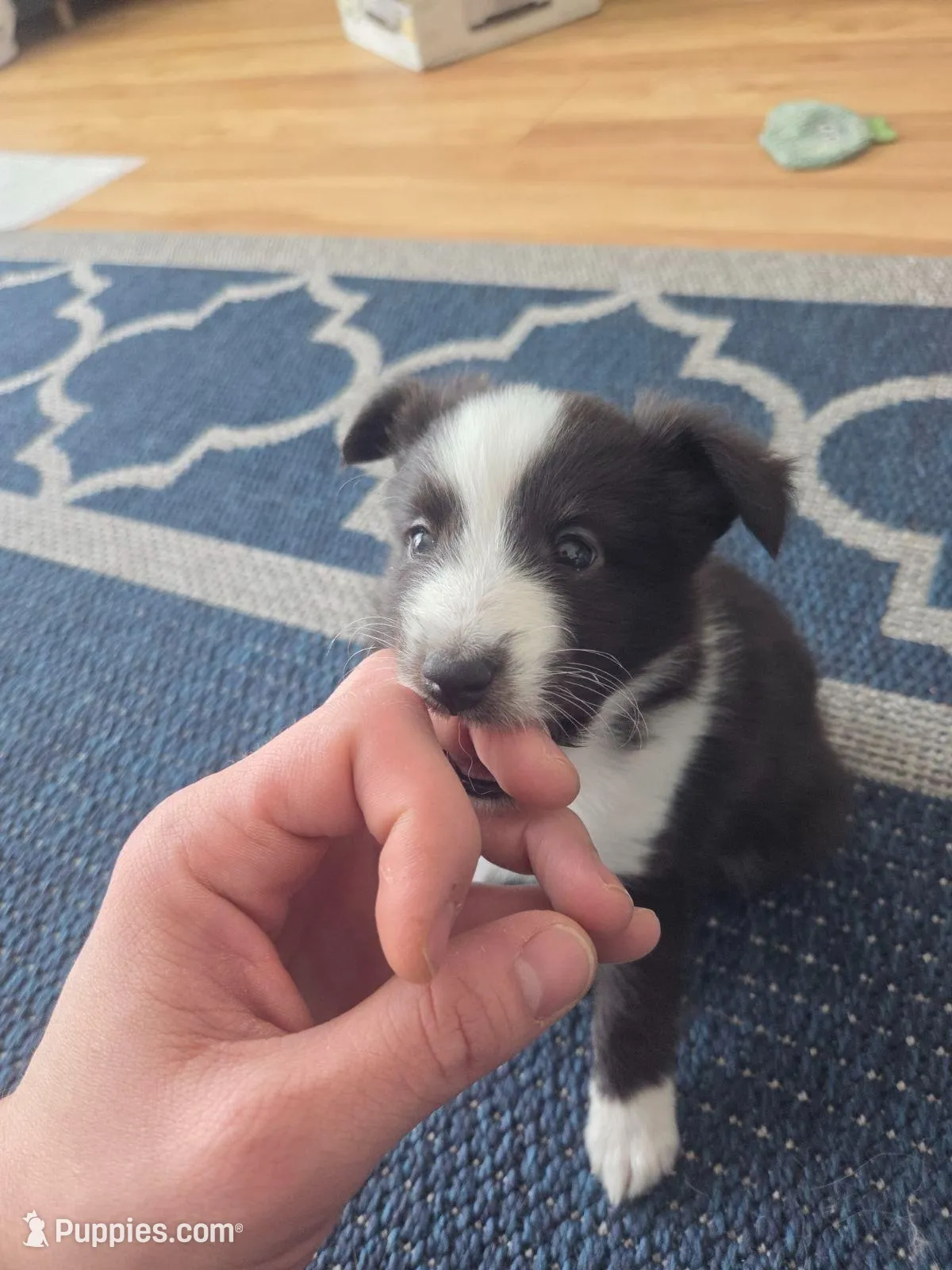 Storm – Shetland Sheepdog puppy for sale in Bellaire, MI