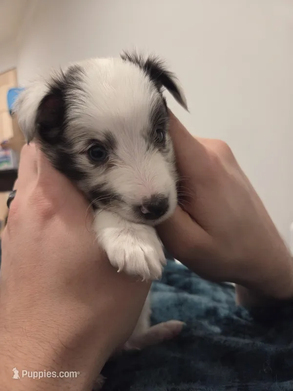 Snow – Shetland Sheepdog puppy for sale in Bellaire, MI
