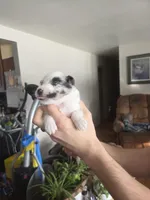 Snow, a male Shetland Sheepdog for sale in Bellaire, MI – Photo 3 of 5