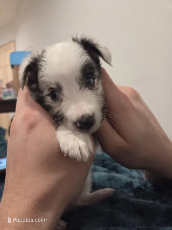 Snow – Shetland Sheepdog puppy for sale in Bellaire, MI
