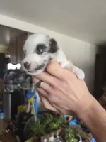 Snow, a male Shetland Sheepdog for sale in Bellaire, MI – Photo 4 of 5