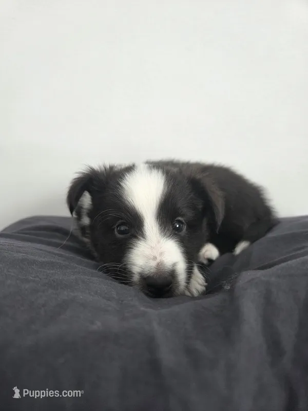 Storm – Shetland Sheepdog puppy for sale in Bellaire, MI