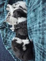 AKC Registerable - Storm, a male Shetland Sheepdog for sale in Bellaire, MI – Photo 8 of 8