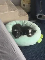 AKC Registerable - Storm, a male Shetland Sheepdog for sale in Bellaire, MI – Photo 4 of 10