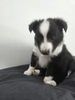 AKC Registerable - Storm, a male Shetland Sheepdog for sale in Bellaire, MI – Photo 5 of 8