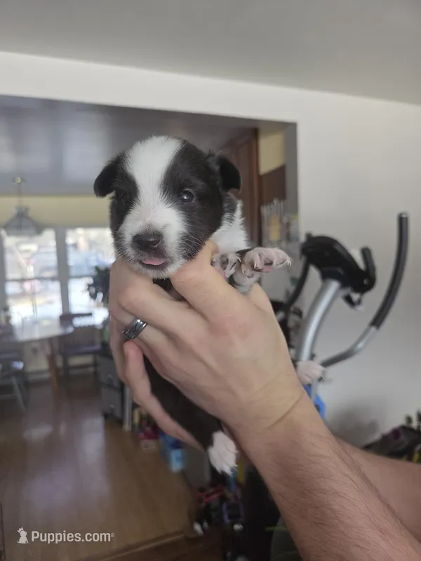 Storm, a male Shetland Sheepdog for sale in Bellaire, MI – Photo 1 of 4