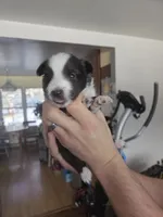 Storm, a male Shetland Sheepdog for sale in Bellaire, MI – Photo 1 of 4