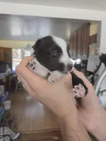 Storm, a male Shetland Sheepdog for sale in Bellaire, MI – Photo 4 of 4